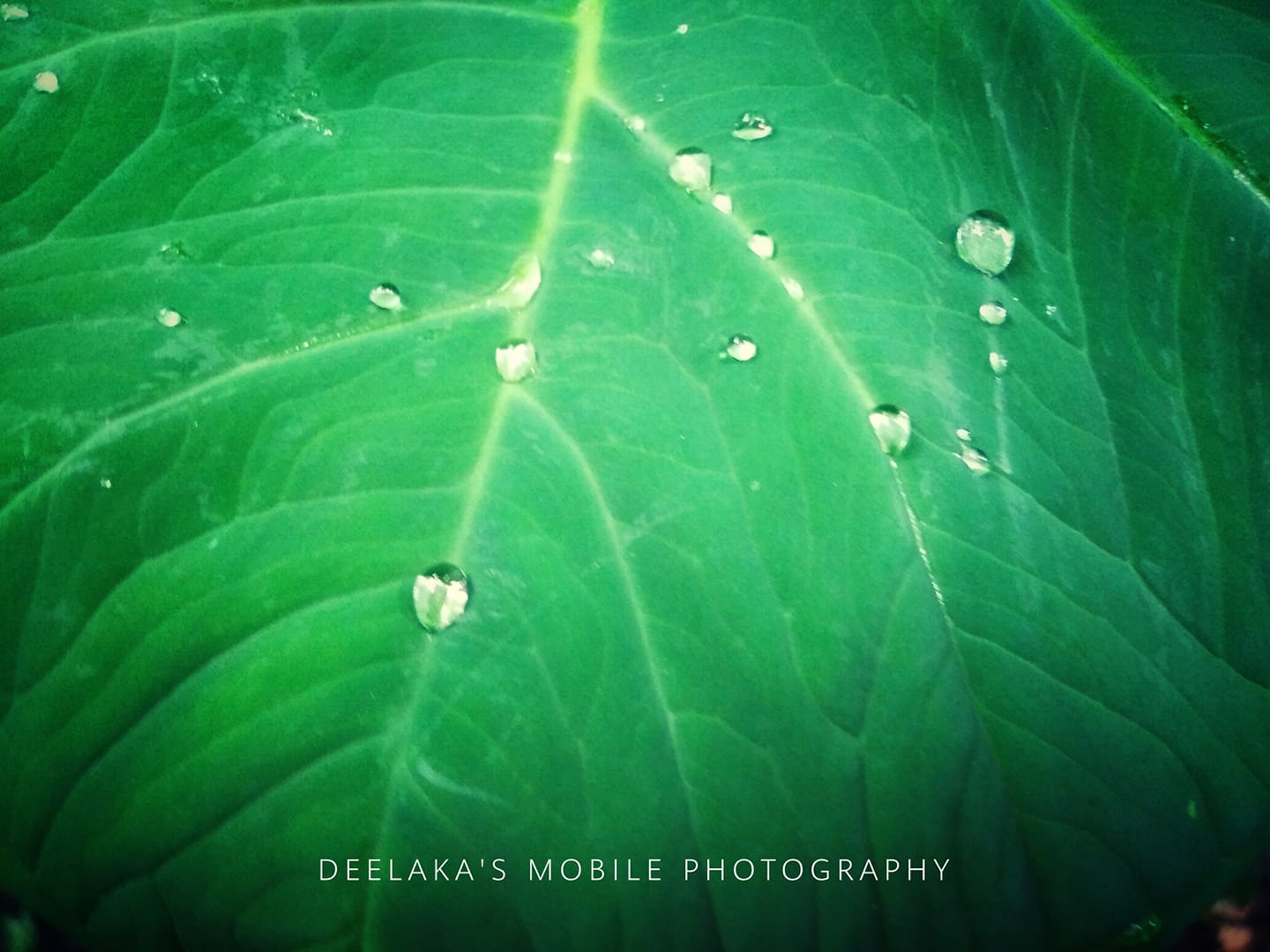 dew drops on a leaf
